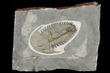 Lower Cambrian Trilobite (Longianda) - Issafen, Morocco #164511-1